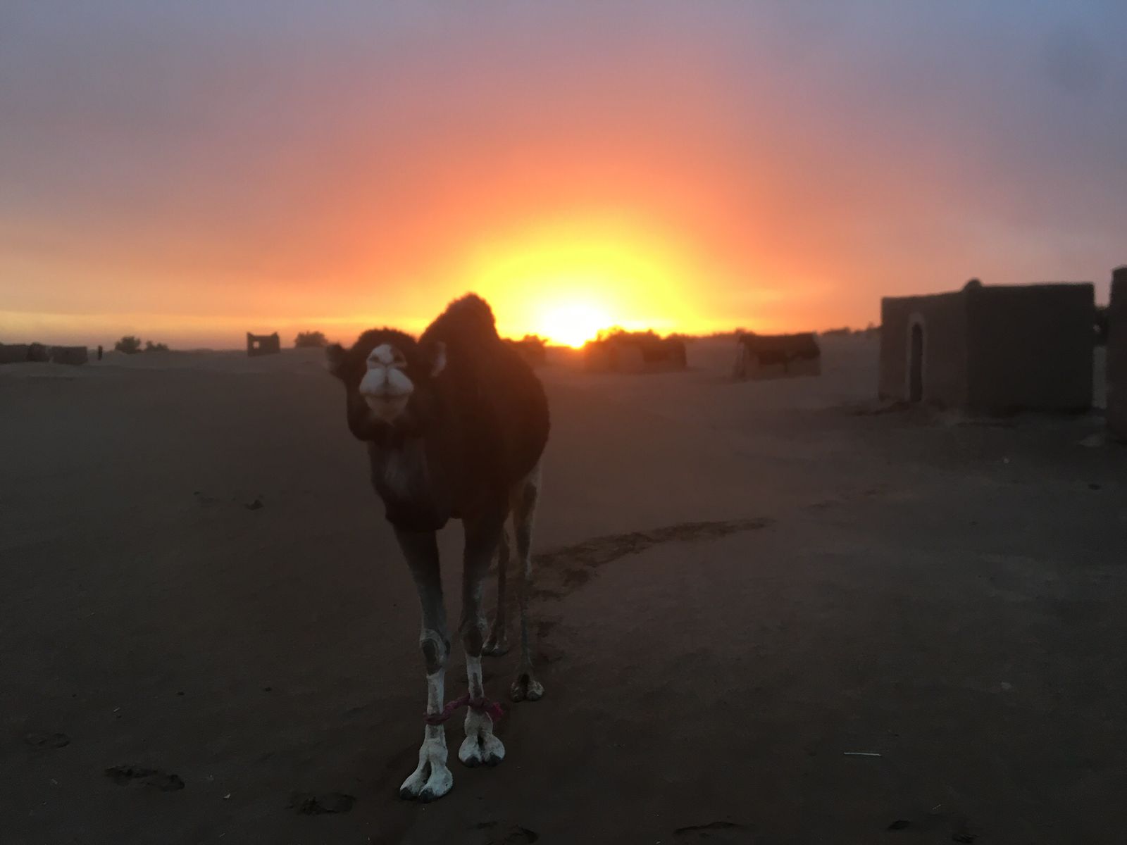Baby camel at sunset in the Sahara